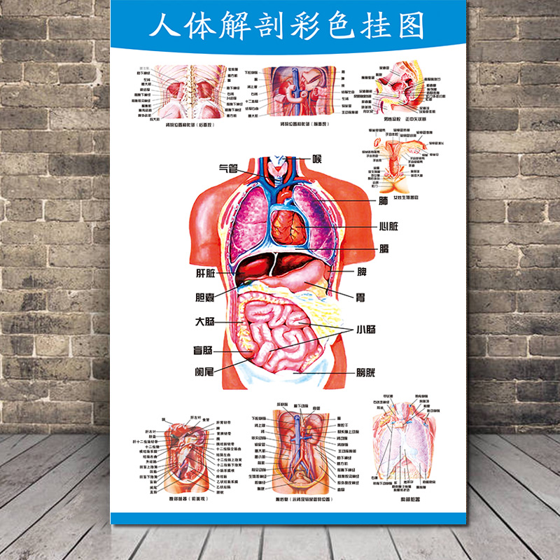人体解剖彩色学骨骼结构图神经肌肉五脏六腑淋巴示意解刨器官挂图