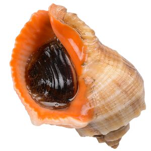 鲜活大海螺图片