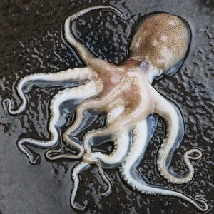 八爪鱼新鲜冷冻迷你小章鱼鲜活整只爆头八抓海鲜麻辣即食火锅