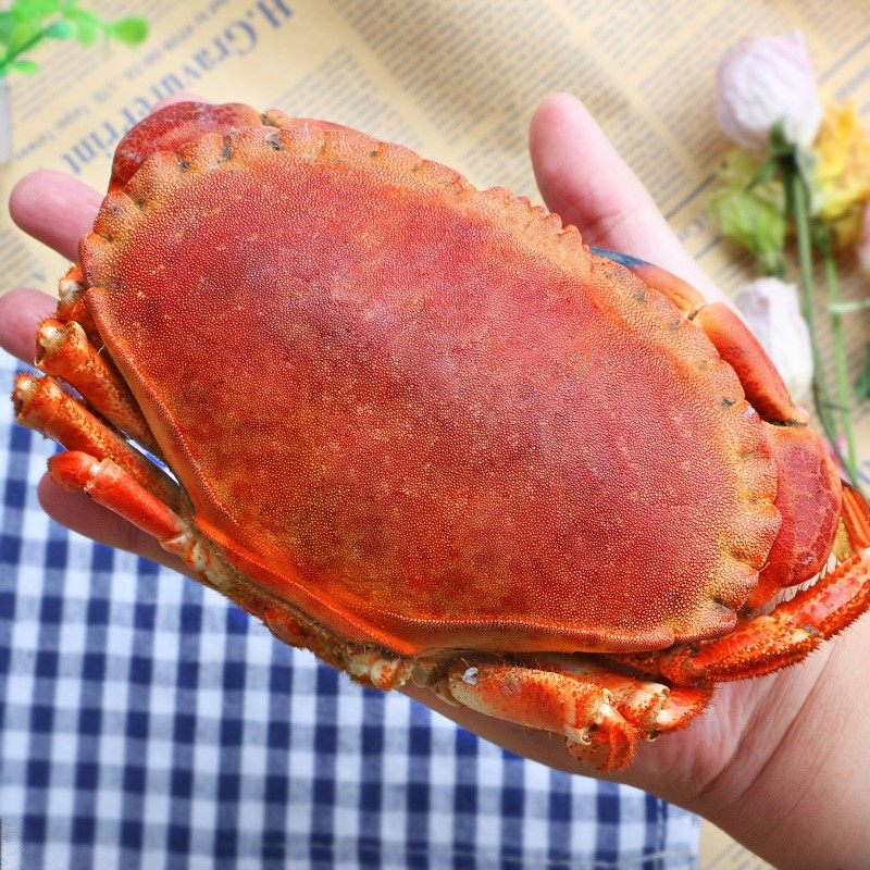 面包蟹超大鲜活生冻螃蟹熟冻面包蟹母新蟹海蟹鲜活黄金蟹珍宝蟹
