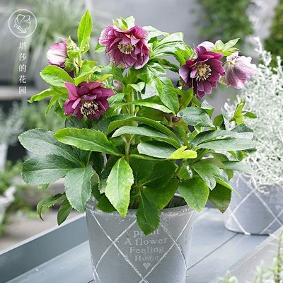 铁筷子花价格