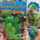 粘知了胶小粘手粘球捕蝉工具玩具小绿手粘蝉知了捕捉器抓知了神器