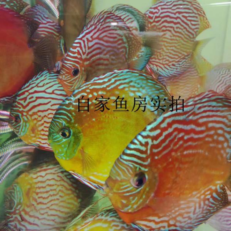 七彩神仙鱼观赏鱼F1野血野彩包邮燕鱼热带鱼特隆贝塔鱼苗淡水耐活|ruв категории животное/Животное питание и принадлежностей, аквариум мира, рыба - от Buy2taobao.com для оказания профессиональной услуги покупки агента Taobao