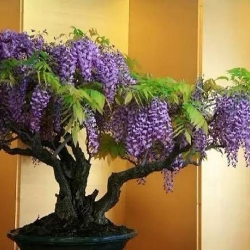 紫腾花盆景紫藤花盆景四季开花阳台盆栽室内室外浓香花卉盆栽绿植