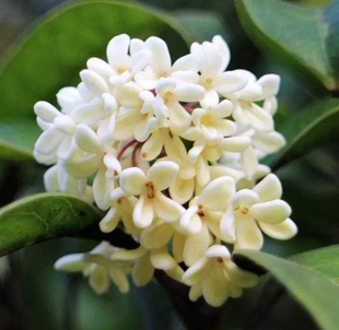 四季开花桂花带花苞树苗花苗盆栽室内植物庭院花卉开花浓香型