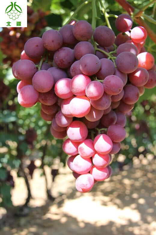 博乐红提葡萄