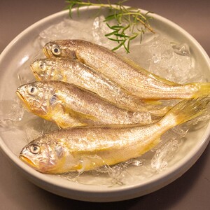 野生黄花鱼图片