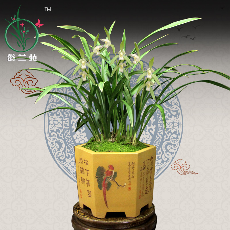 四季建兰带花苞金丝马尾爪兰花苗
