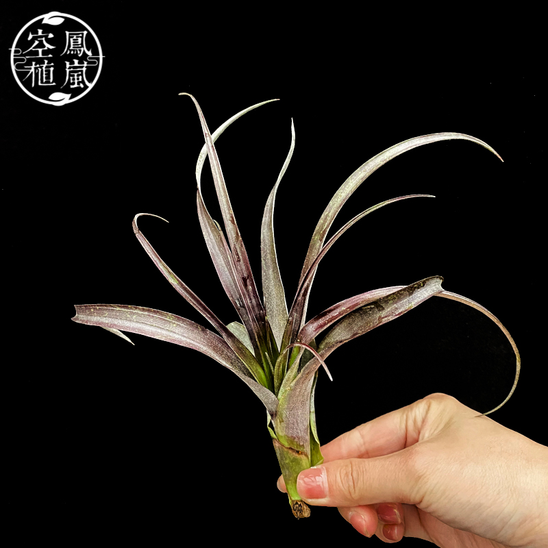 空凤植岚空气凤梨稀有品种火焰tillandsiaflabellata