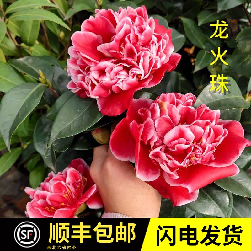 龙火珠山茶花盆栽福建名贵品种四季绿植客厅植物阳台花卉当年开花