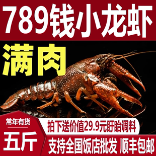 5斤789钱小龙虾鲜活特大清水龙虾稻田虾新鲜湖虾淡水活虾水产海鲜