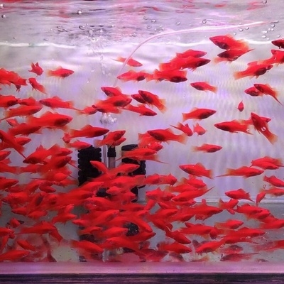 胎生红箭新手易养活易繁殖观赏鱼