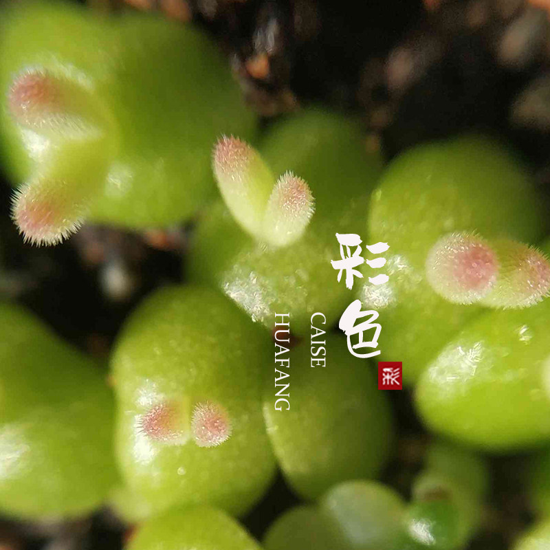 荧光冰花delospermabosseranum块根萌物多肉种子35元包邮绿植