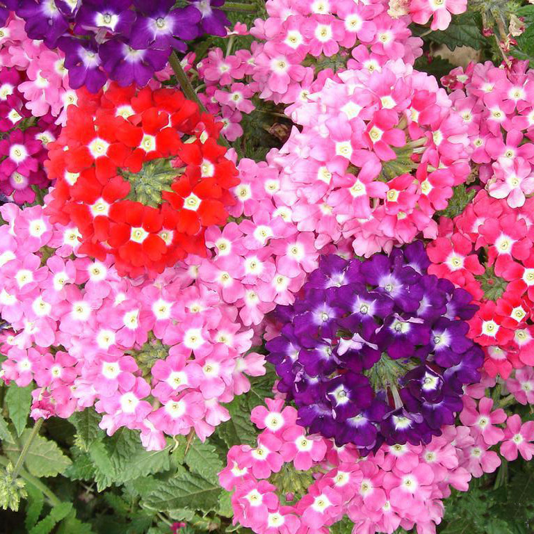 美女樱种子混色观赏花卉阳台花种子美人樱小盆栽花籽易种秋播