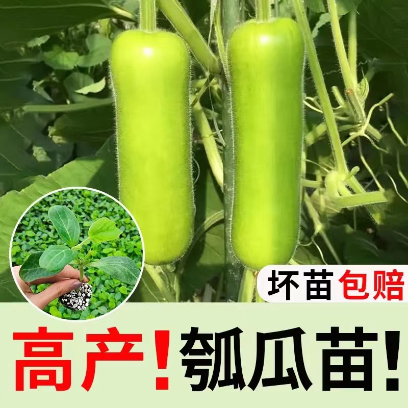 瓠瓜菜葫芦苗子种子食用甜瓠子瓜种子蒲瓜葫芦春夏秋四季蔬菜种子