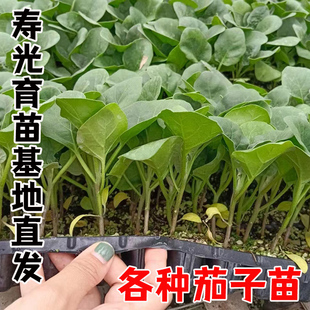 各种茄子苗大规格种子苗本地长茄嫁接茄苗四季秧苗蔬菜大子秧大全