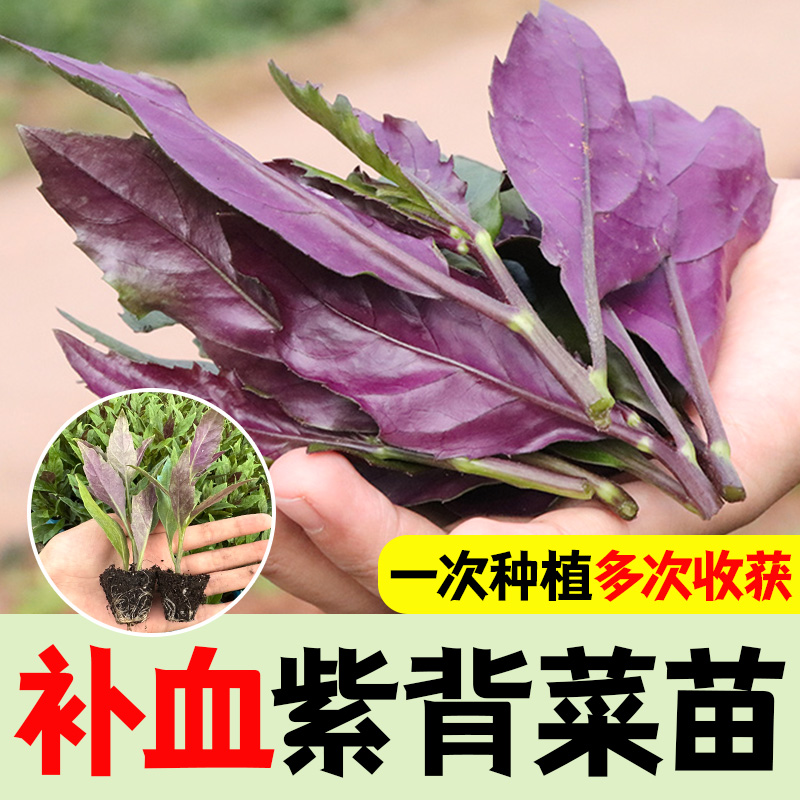 紫背莱苗紫背天葵观音菜紫皮菜血皮菜补血菜贫血四季紫色蔬菜