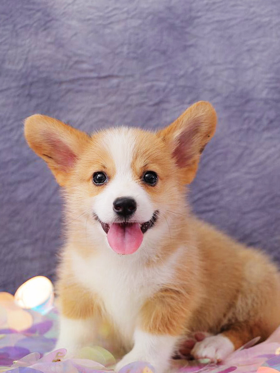 出售纯种柯基犬威尔士柯基幼犬双色柯基犬活体小短腿柯基宠物狗狗