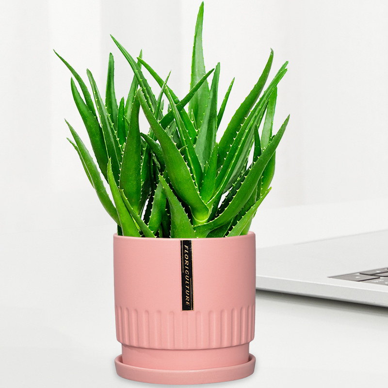北京同城芦荟盆栽办公室内客厅桌面净化空气防辐射吸甲醛好养植物