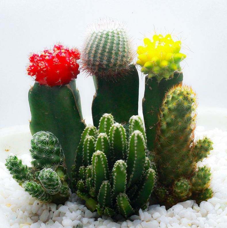 仙人球三色球组合小盆栽室内开花防辐射新款多肉植物l21