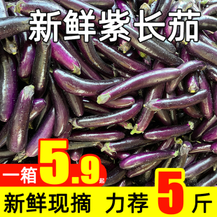 新鲜长茄子5斤农家自种线大紫茄子黑嫩现摘时令蔬菜应季烧烤食材