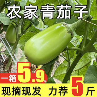 青茄子新鲜现摘河南当季农家绿青皮茄子5斤大圆茄子蔬菜可生吃