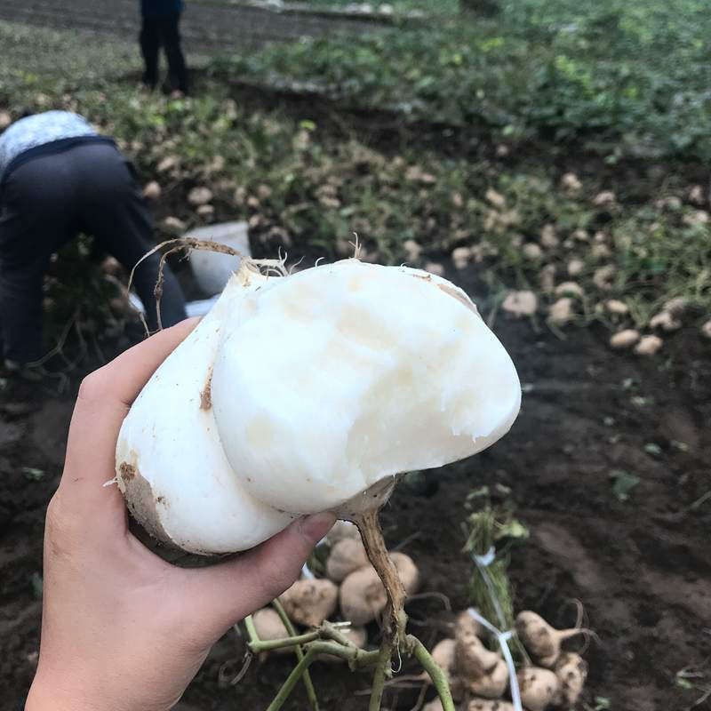 凉薯 新鲜 现挖 湖南四川白地瓜贵州水果广西洋薯农家