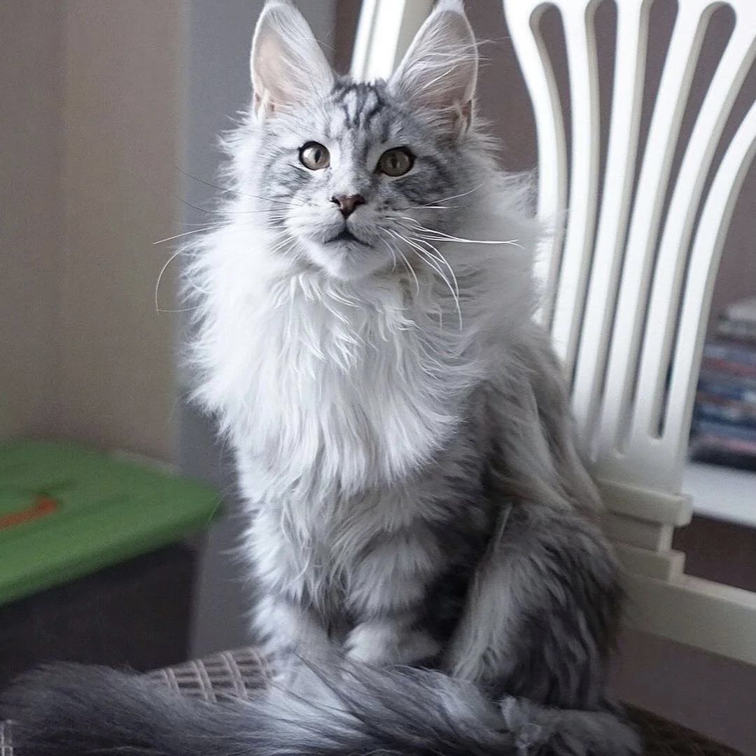 纯种缅因猫幼猫大体长毛银棕虎斑宠物猫咪活物挪威森林猫血统猫舍