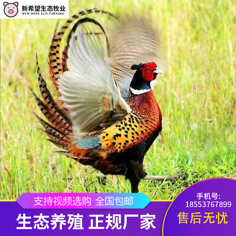 七彩山鸡稚鸡山鸡活体山鸡公母一对珍珠鸡农家散养包邮包活到家