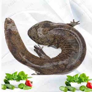 【包活到家】2—10斤娃娃鱼活鱼大鲵原生态养殖食用大娃娃鱼