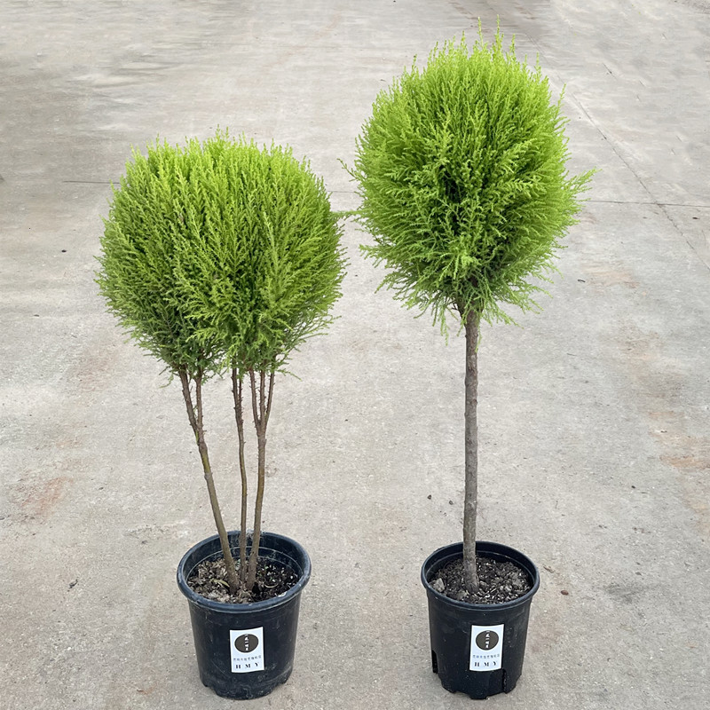 小香松盆栽室內聖誕樹金冠柏桌面盆景松樹綠植四季常青好養的花卉在類目 鮮花速遞/花卉仿真/綠植園藝, 花卉/綠植盆栽(新), 綠植中 - 來自Buy2taobao.com提供專業的淘寶代購服務