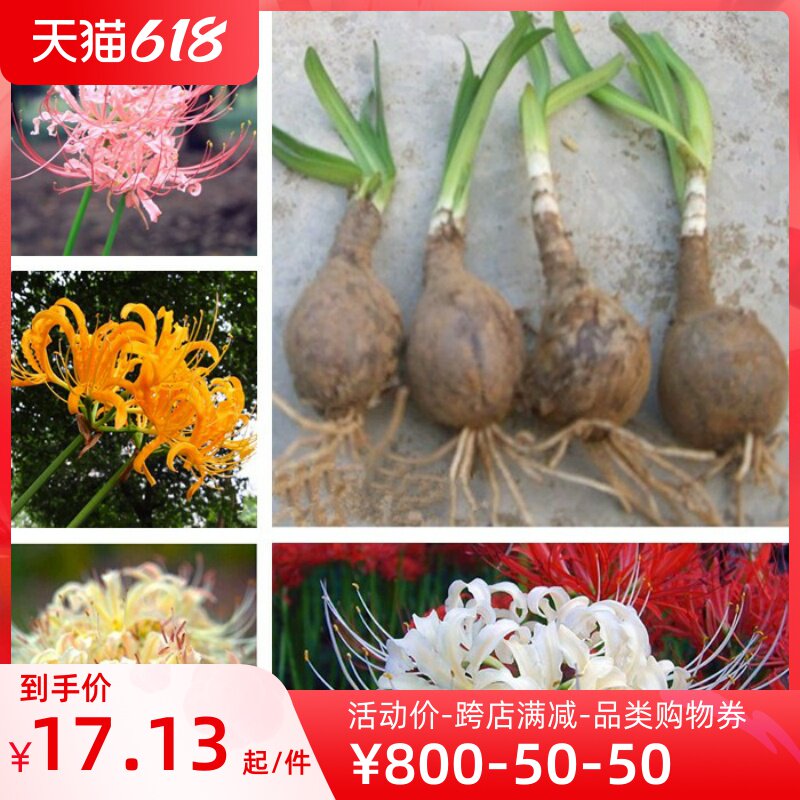 包邮彼岸花种球精选多色曼珠沙华种子曼陀罗石蒜花苗四季球根花卉