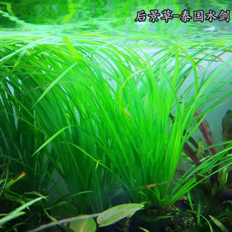 泰国水剑品牌排名前10位