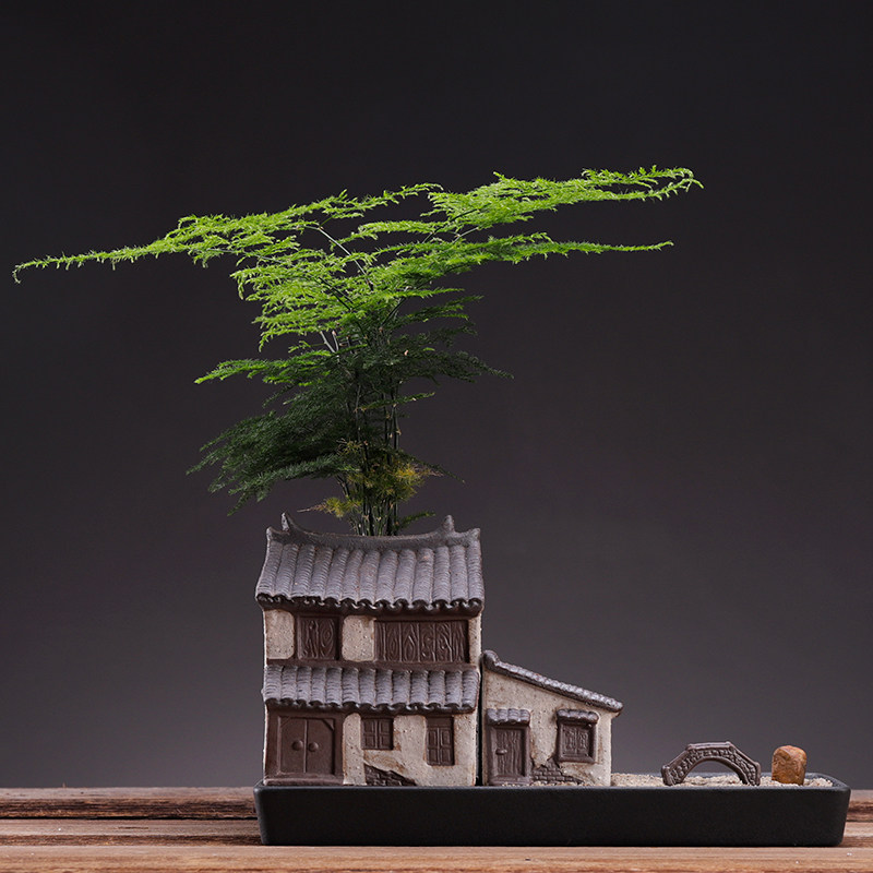 创意文竹盆景植物室内摆件造景绿植小盆栽四季常青办公室客厅桌面
