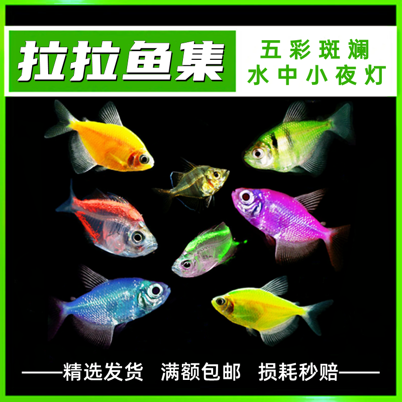 彩旗鱼天使鱼柠檬黄衣绿衣玻璃拉拉鱼彩群热带观赏鱼好养活体鱼
