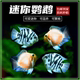 热带鱼观赏鱼迷你宝蓝鹦鹉白金鹦鹉繁殖种鱼草缸淡水热带鱼包损