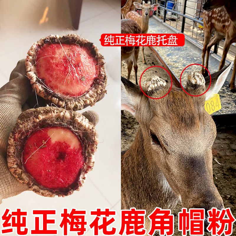 鹿角帽粉-特价促销-优惠券领取-价格|多少钱|什么牌子好-35优惠券网站