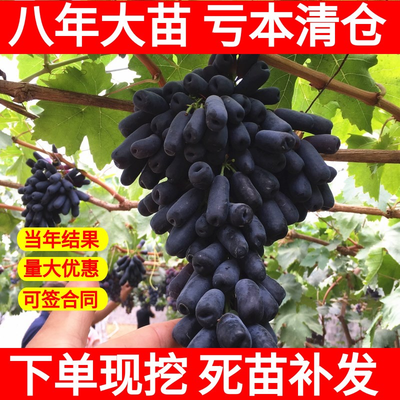 果树苗 新品 丛林玫瑰葡萄树苗 盆栽地栽优质葡萄苗 南方北方种植