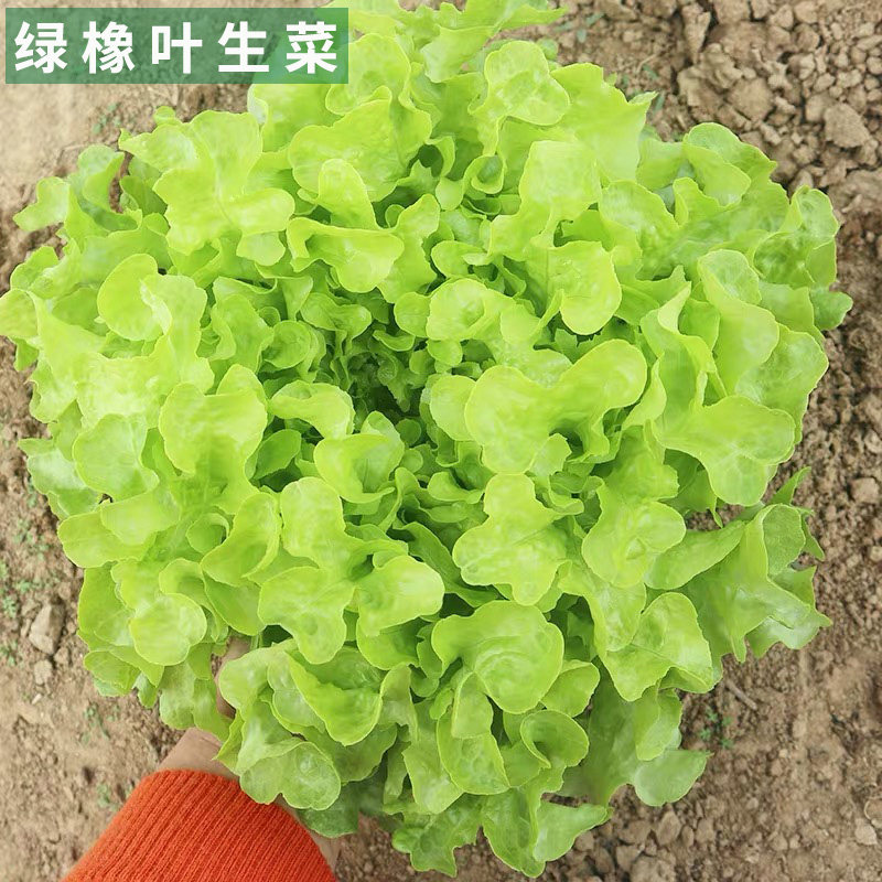 新款沙拉绿橡叶生菜种子红橡叶春夏秋冬四季阳台盆栽蔬菜种籽包邮