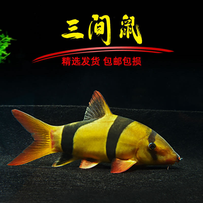 三间鼠鱼品牌排名前10位