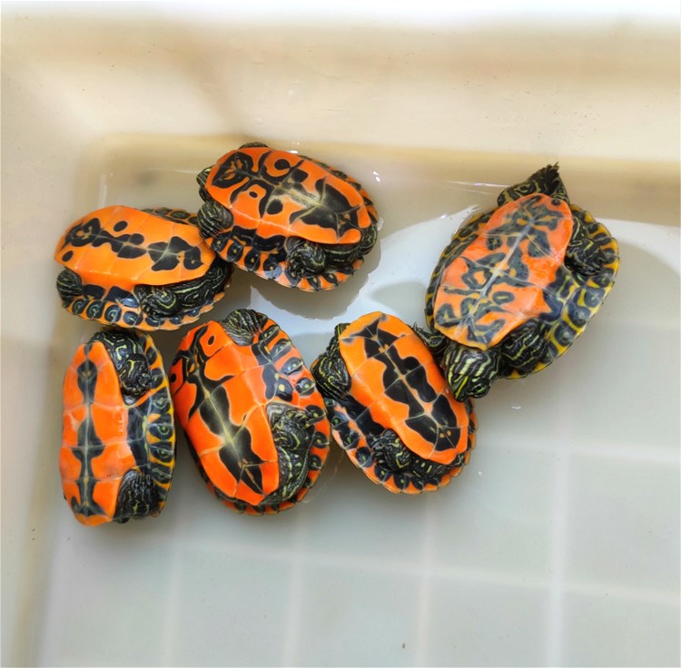 纯种阿拉巴马乌龟颜色鲜艳宠物龟