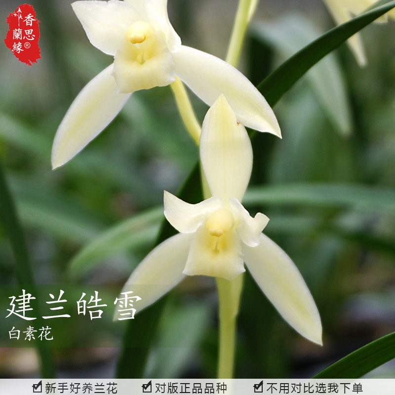 香思兰缘建兰皓雪兰花苗夏秋花期未带花苞好养易活四季兰花卉盆栽