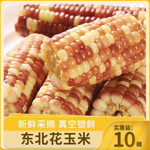 23年头茬东北鲜食糯玉米真空装新鲜玉米甜糯苞米粗粮10根