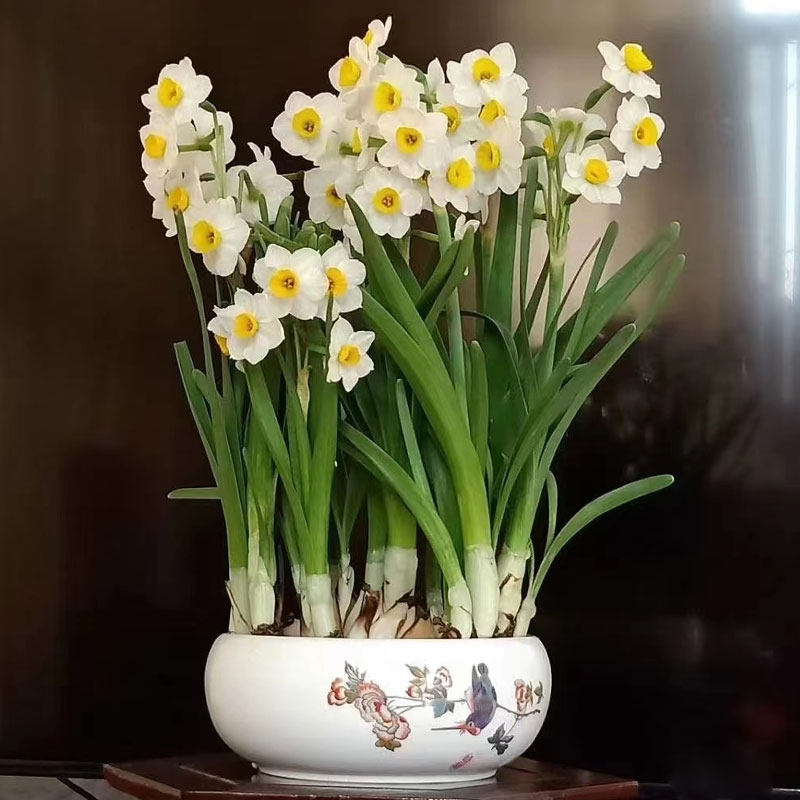 水仙花盆栽水养水培绿植物室内好养易开花正宗漳州重瓣种球籽花卉