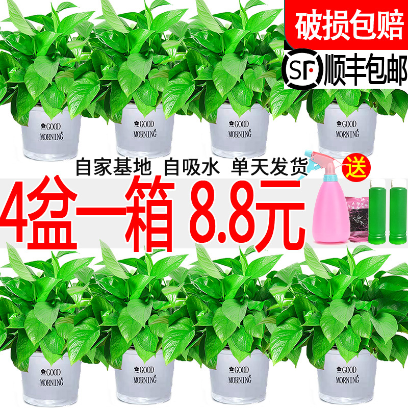 新房吸甲醛净化空气绿萝盆栽室内植物