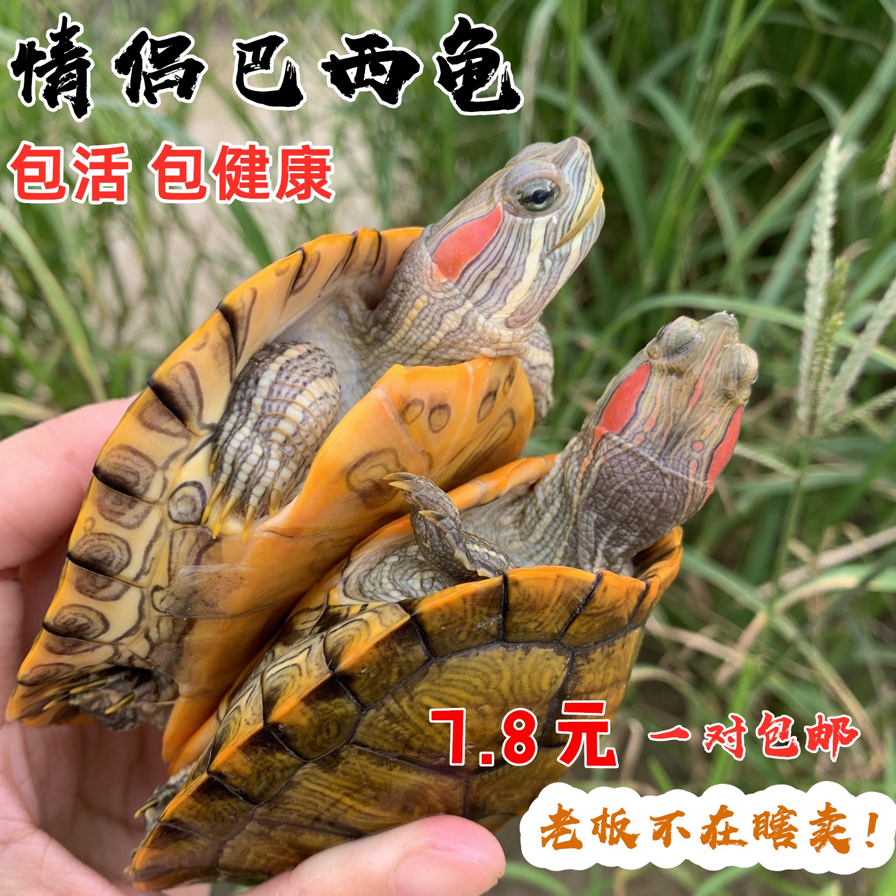 活体巴西红耳龟大小宠物招财黄金龟宠物水龟乌龟外塘金线龟活物