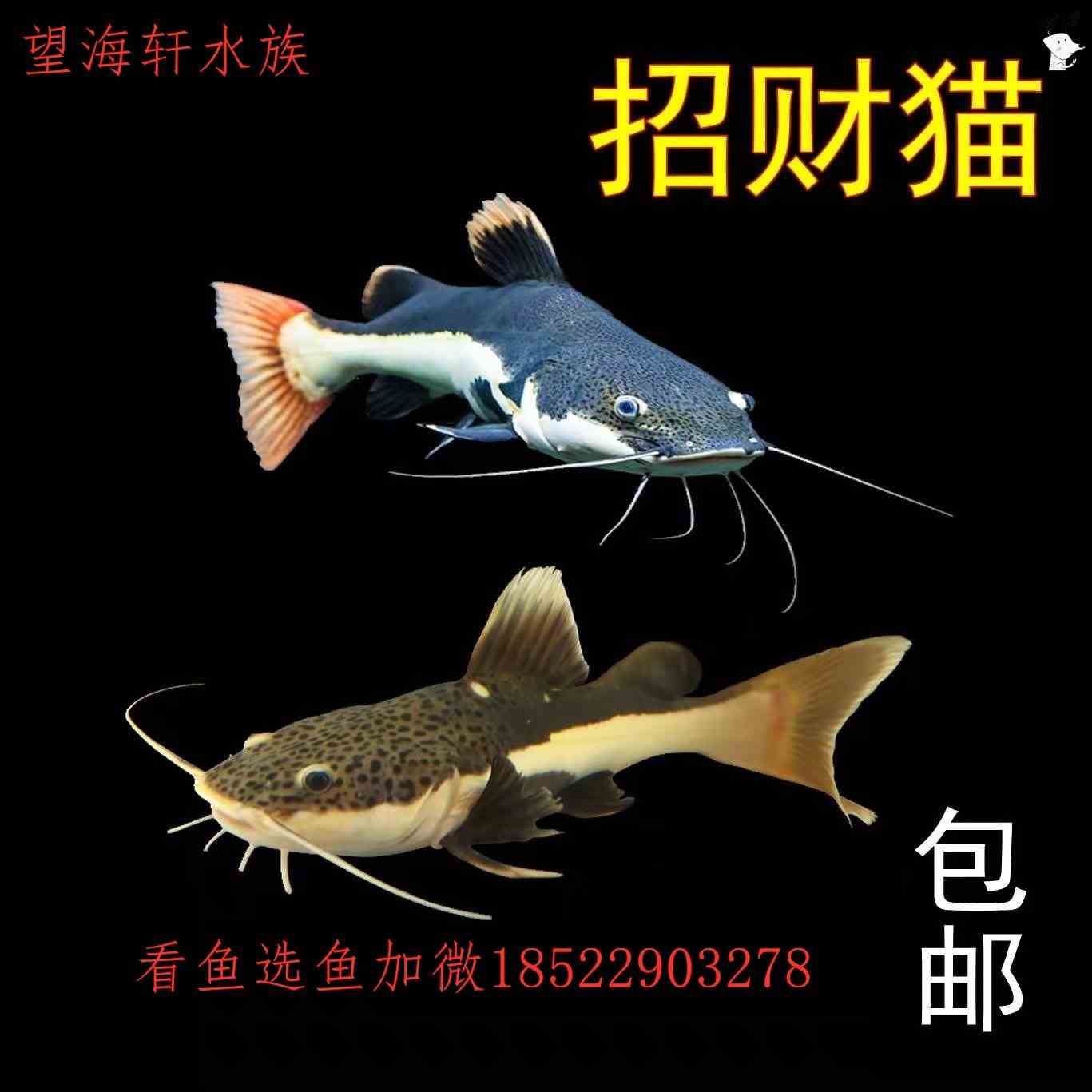 黄金招财猫鱼短身狗仔鲸红尾鲶凶猛大型热带鱼观赏鱼鱼苗活体宠物