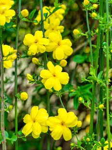 耐寒迎春花苗庭院攀援爬藤垂吊类绿植物盆栽室内客厅阳台花卉植物