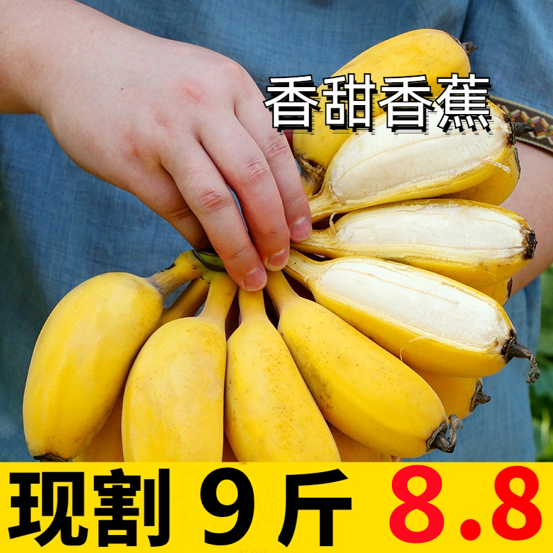 广西小米蕉水果新鲜9斤小香蕉当季芭蕉皇帝蕉帝王蕉苹果甜糯包邮