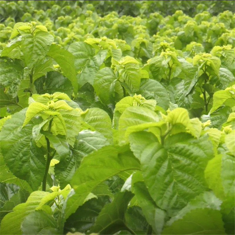 现摘新鲜桑叶蚕宝宝饲料蚕卵小蚕食物鲜嫩桑树蚕宝宝